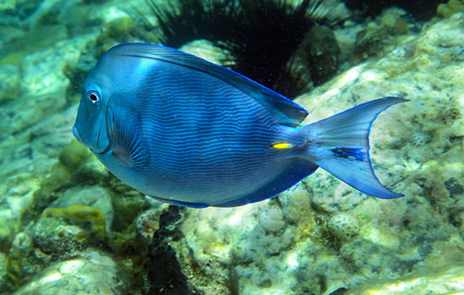 Blue and yellow tropical fish
