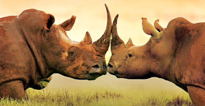 Two Rhinos facing each other