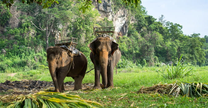 Asia elephants carrying tourist through the jungle trail in Thailand