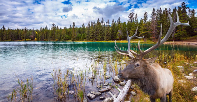 Deer near a lake in the Rocky Mountains of Canada
