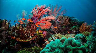 Coral reef in the Great Barrier Reef