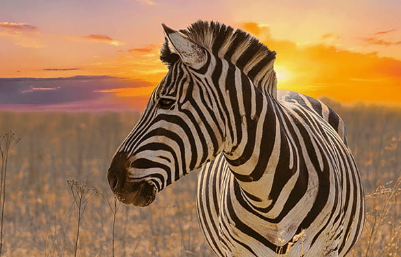 Zebra on African Plain