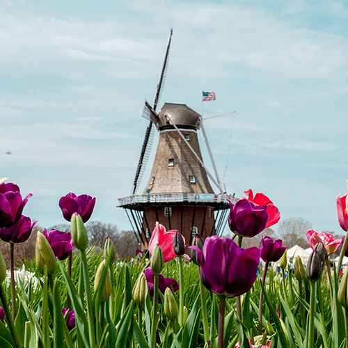 Viking Windmills and Tulips