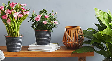 A variety of potted plants on and near a table
