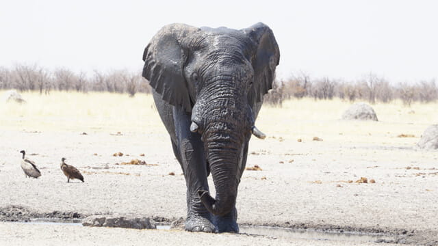 Blue Elephant ni Etosha National Park