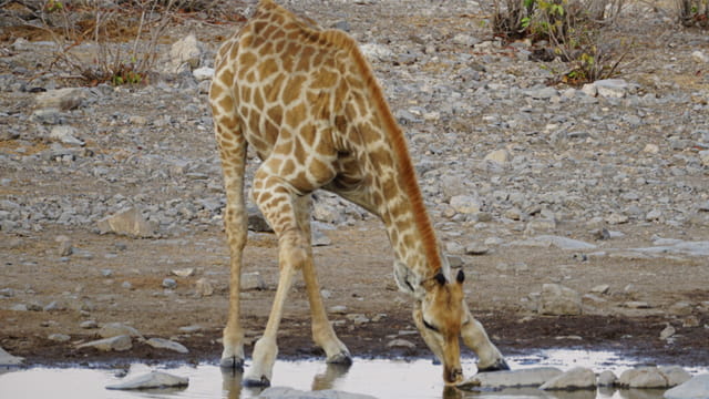 Giraffe in Etosha National Park