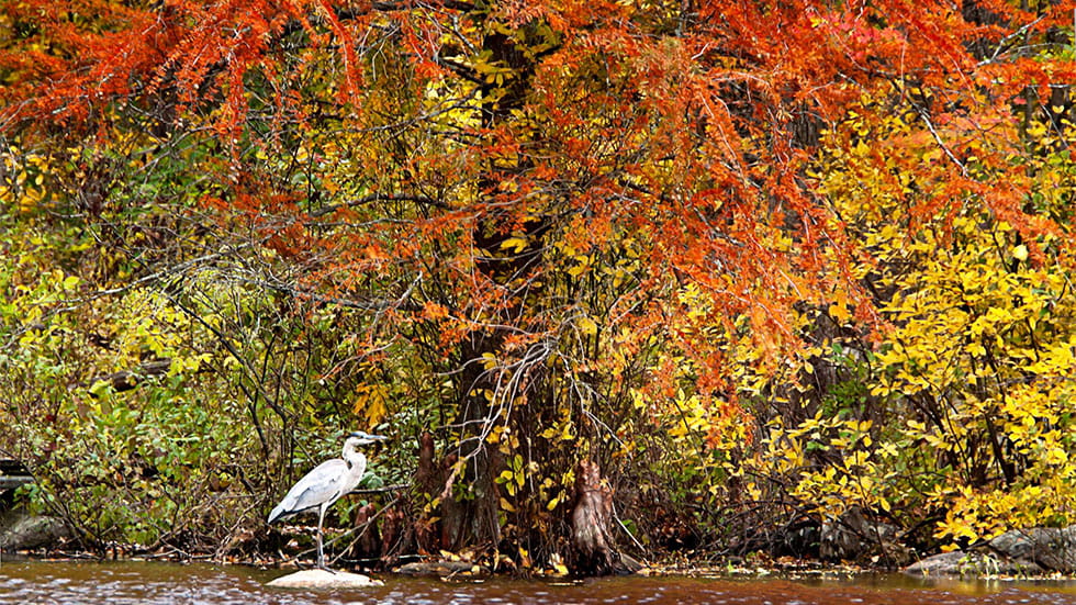 Heron in fall at Bartlett Arboretum and Gardens
