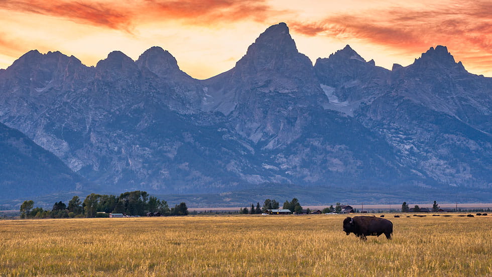 Lone bison against the grand teton range