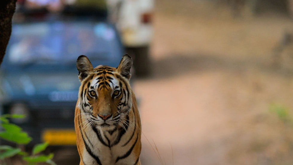 Bengal tiger in the wild