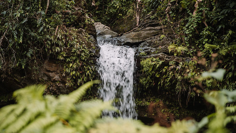 Forest Bathing Credit Discover Puerto Rico