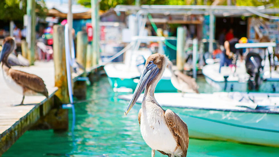 Big brown pelicans in port of Islamorada, Florida Keys. Waiting for fish at Robbie's Marina. Photo courtesy of romrodinka/iStock.com