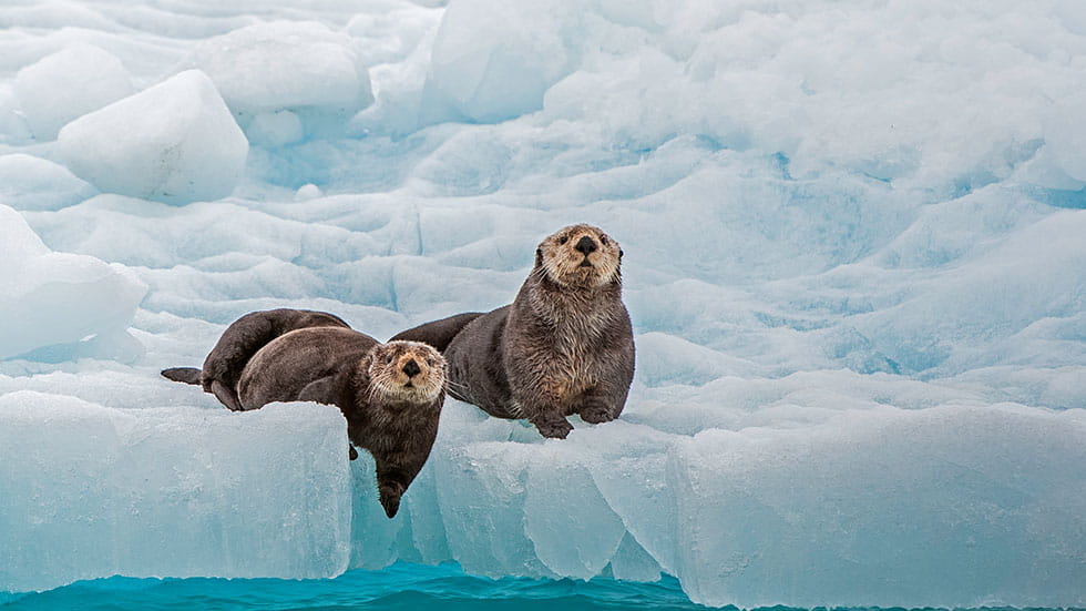 Otters On Ice