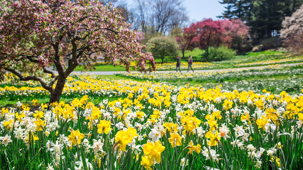 Daffodil Hill, New York Botanical Garden