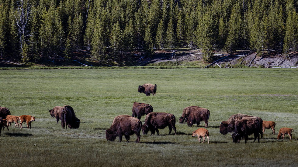 Bison, cow, and calf in Yellowstone National Park