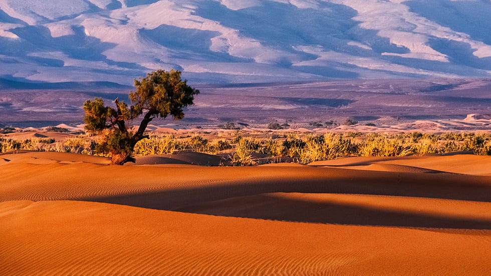Sahara Desert Morocco Sergey Pesterev via Unsplash
