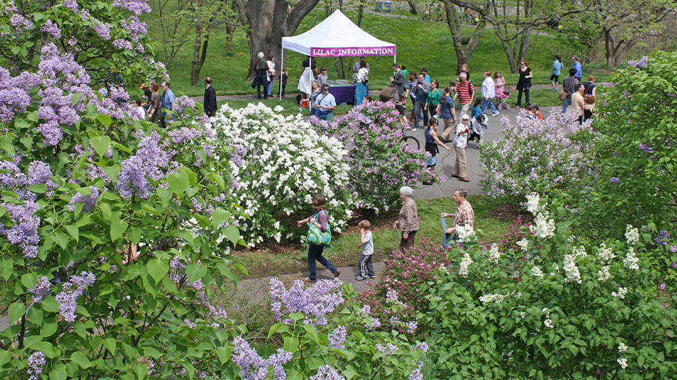 Lilac Sunday visitors at Arnold Arboretum of Harvard University