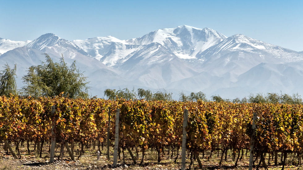 Vineyard in autumn in Mendoza, Argentina