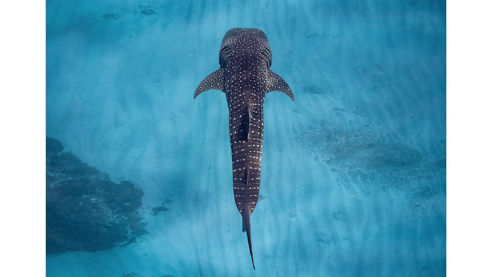 Underwater photo of a whale shark