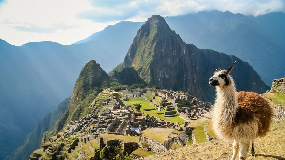 Alpaca in front of Machu Picchu