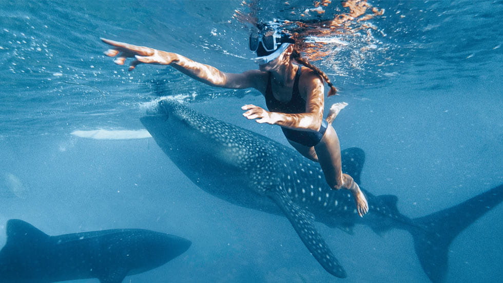 Snorkeler swimming with a whale shark
