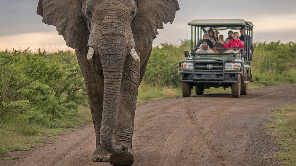Elephant on safari, people in car behind it