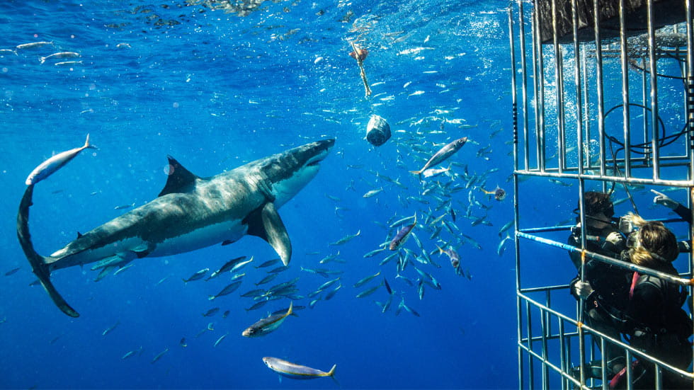 Cage diving with a great white shark