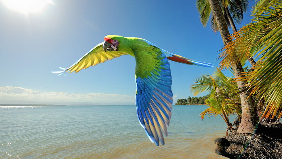 A great green macaw