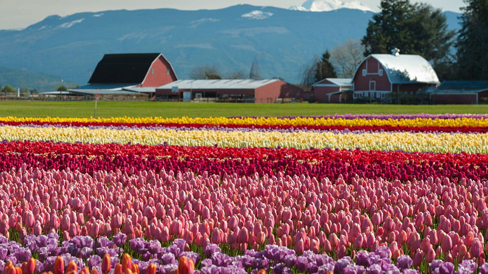 Skagit Valley Tulip Fields Washington