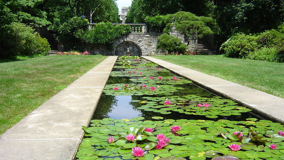 Water lilies in New Jersey Botanical Garden