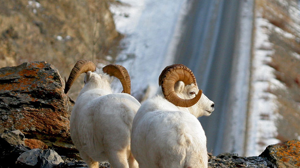 Sheep overlooking Turnagain Arm and Seward Highway. Photo by Donna Dewhurst and Visit Anchorage Alaska