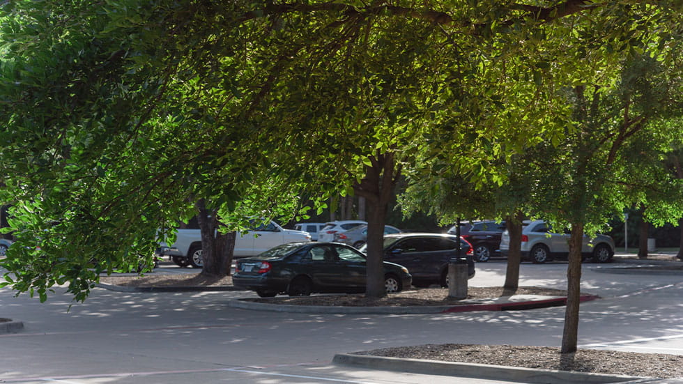 Cars parked under the shade of a tree