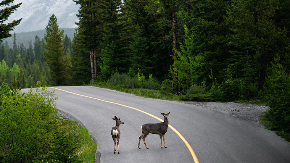 Deers in the middle of the road