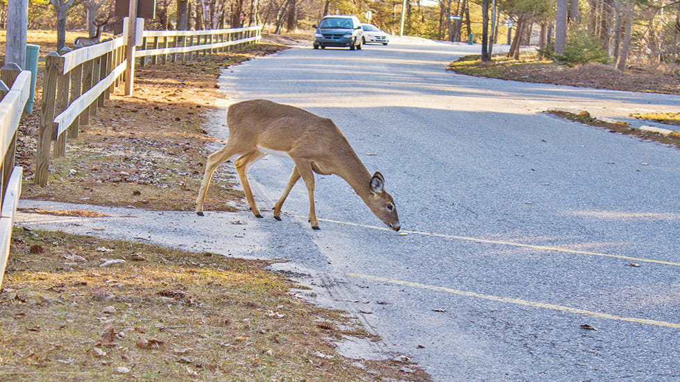 How to Avoid a Deer Collision - Your AAA Network