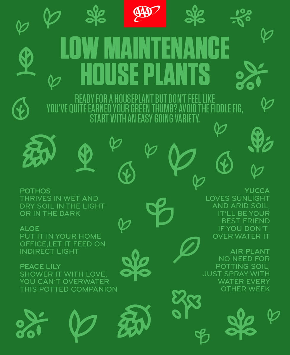 House Plants Info