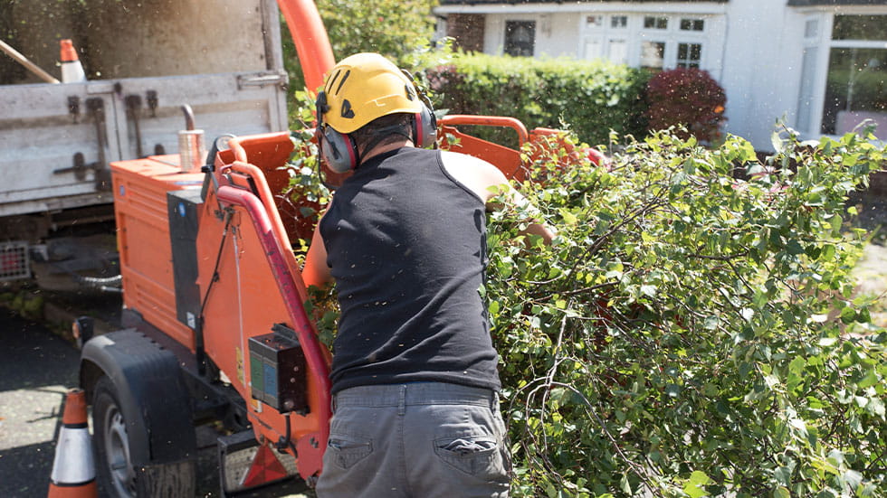 tree remover worker putting tree in chipper