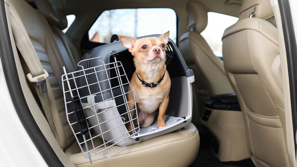 dog in carrier in car