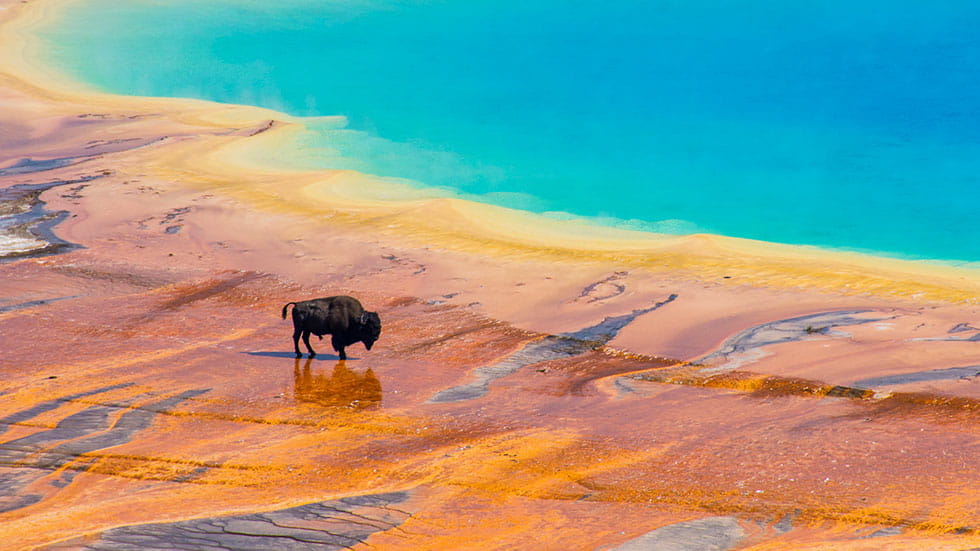 Bison crossing the Grand Prismatic Spring