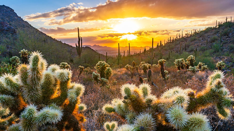 Sunset on Bell Pass in the Sonoran Desert in Scottsdale AZ with Saguarocacti. Photo by Eric Mischke/iStock.com_980x551