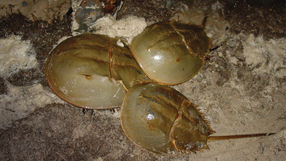 Every May and June, millions of horseshoe crabs come ashore along the Delaware Bay, their prime spawning grounds.