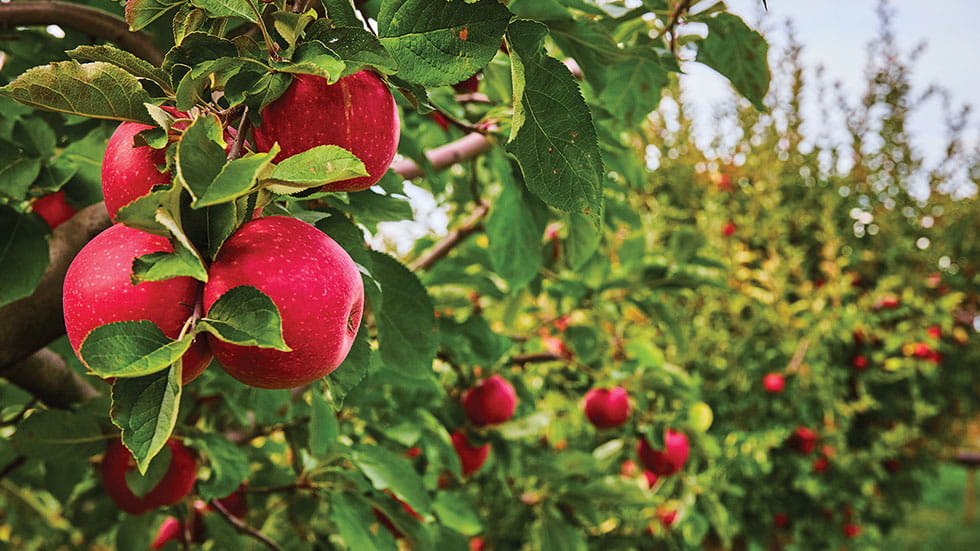 The Warwick Valley Apple Trail comprises u-pick orchards and more. Photo by Nicholas J. Klein/Stock.adobe.com