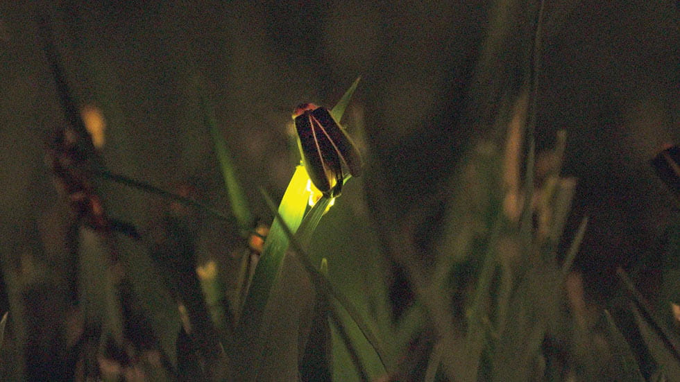 Photo of a fireflay resting on a blade of grass.