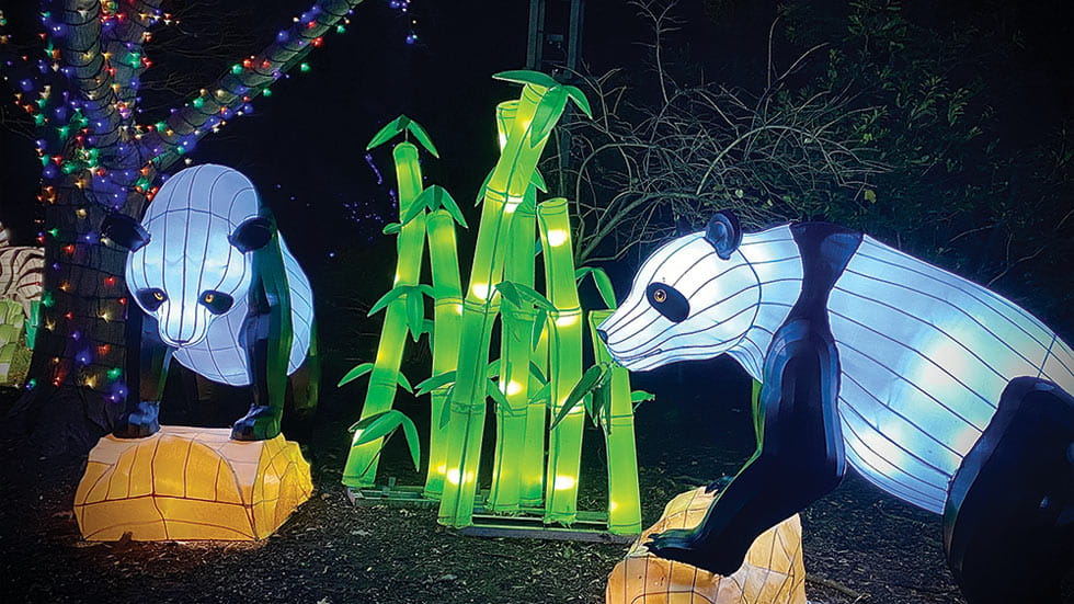 Panda Bear Christmas Lights at National Zoo