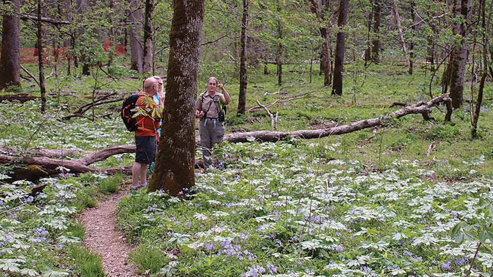 People visiting the Great Smoky Mountains National Park