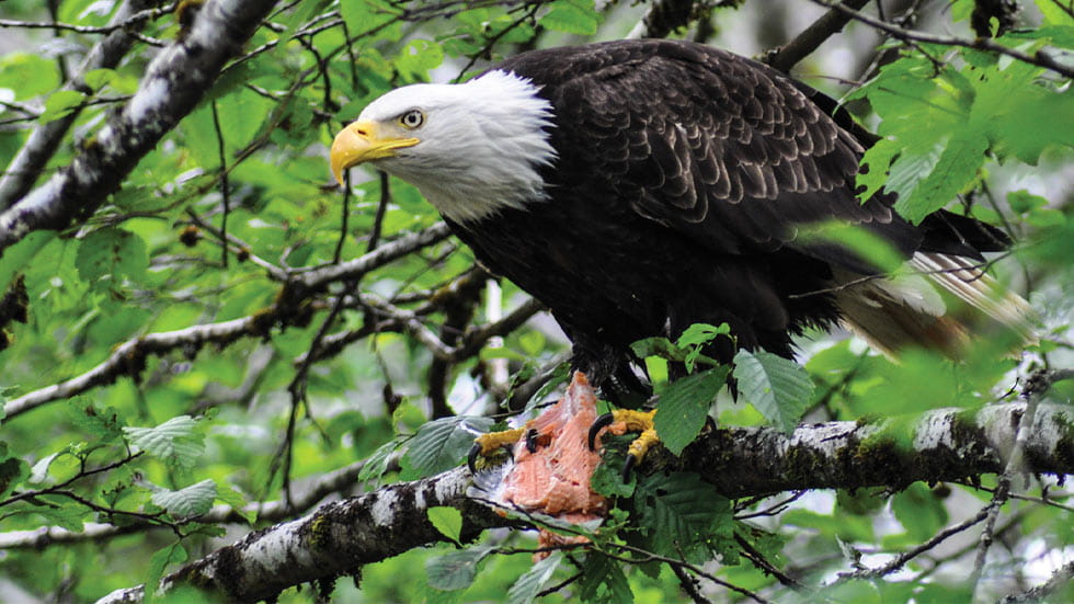 Eagle eating its prey