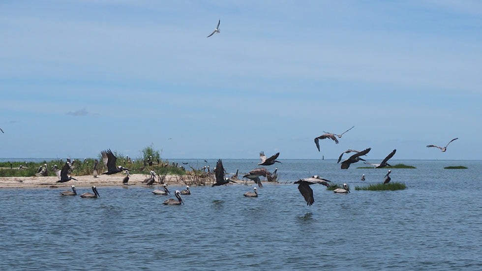 Pelicans flying above the Chesapeake Bay