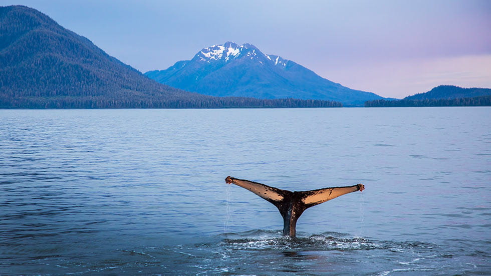 Awe-inspiring humpback whales can be seen at both ends of their remarkable journey between Alaska and Hawaii.