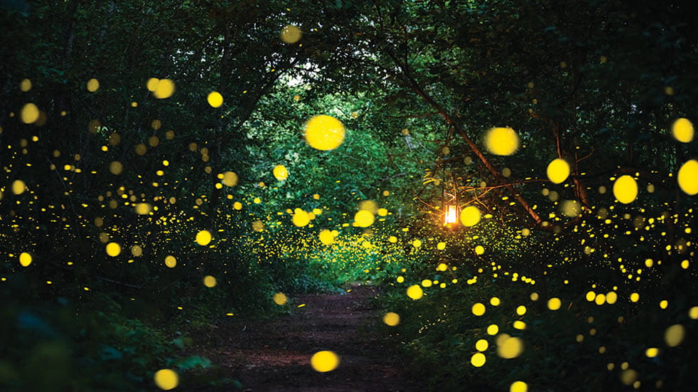 The mating ritual of synchronized fireflies creates a unique light show each June in Great Smoky Mountains National Park.