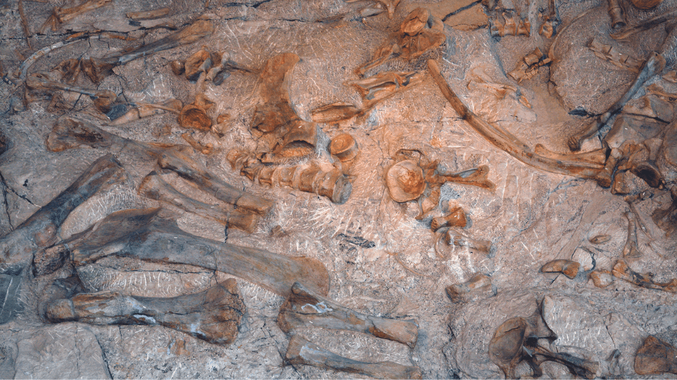 The ‘Wall of Bones’ display of embedded cliffside fossils in Dinosaur National Monument