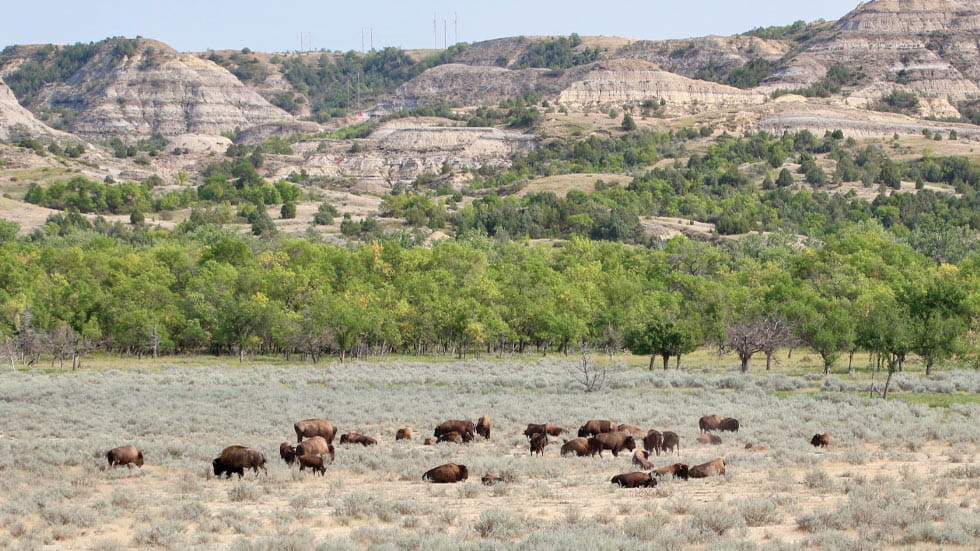 A herd of bison grazing in the grassland adjacent to the Little Missouri River.