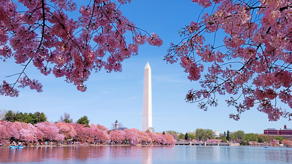 Cherry Blossoms with Washington Monument in background